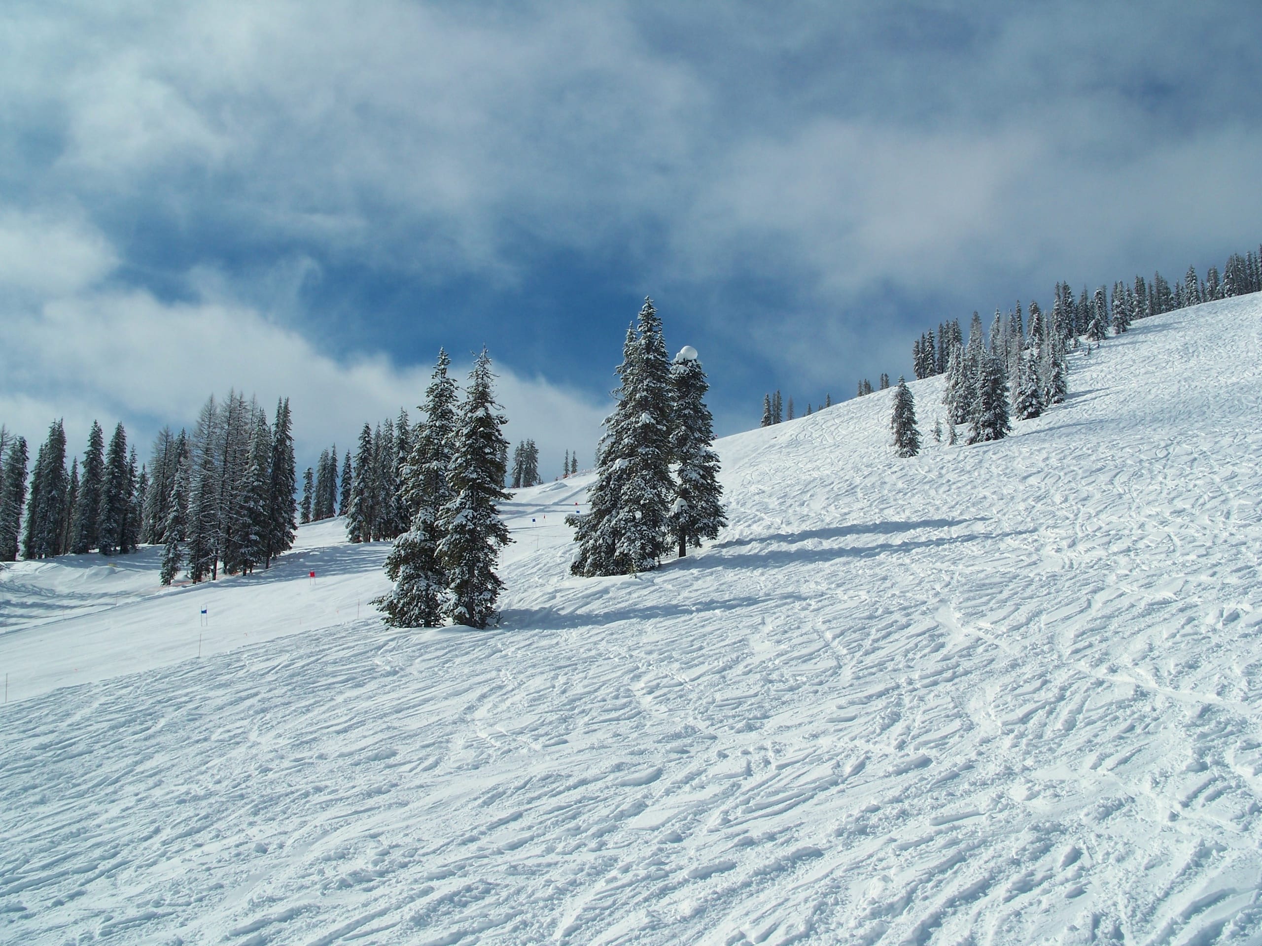 Snow-covered ski run with scattered snowy evergreens rising toward a treed ridge under cloudy sky