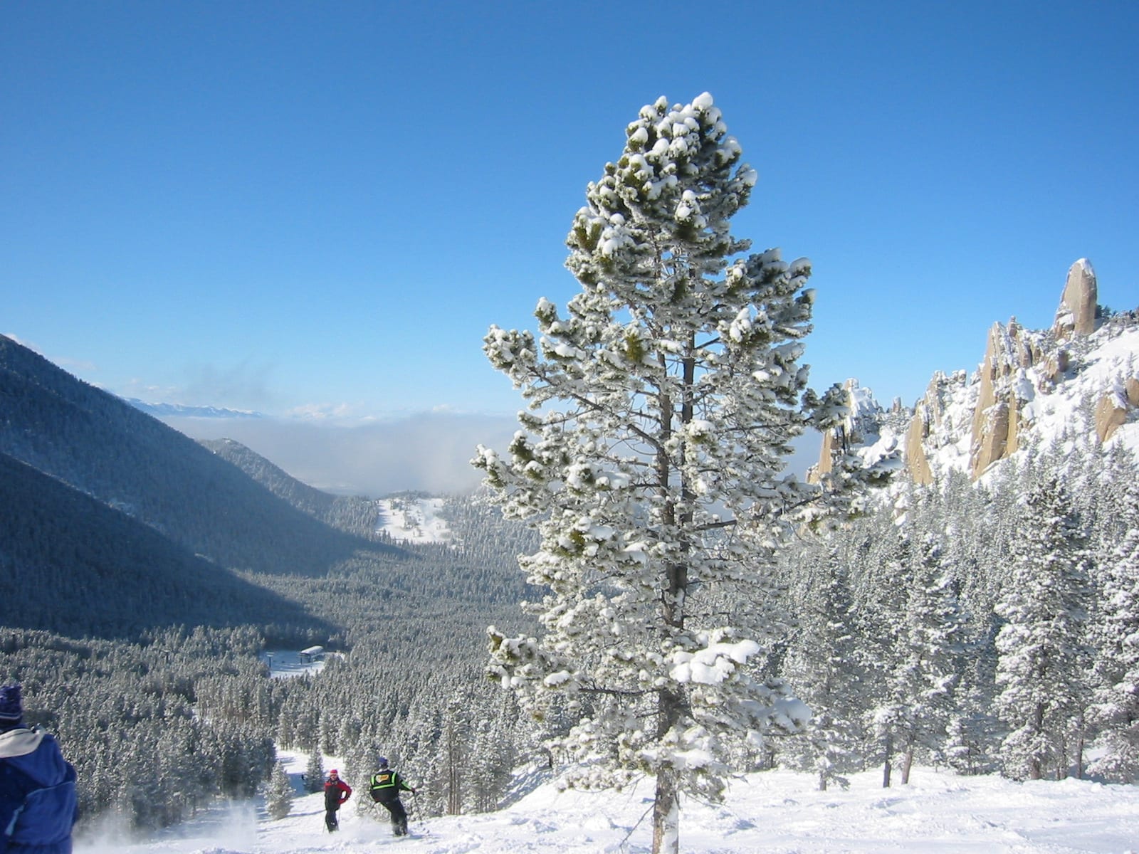 Snowy pine on a ski slope at Red Lodge Mountain with rock palisades and forested valley beyond